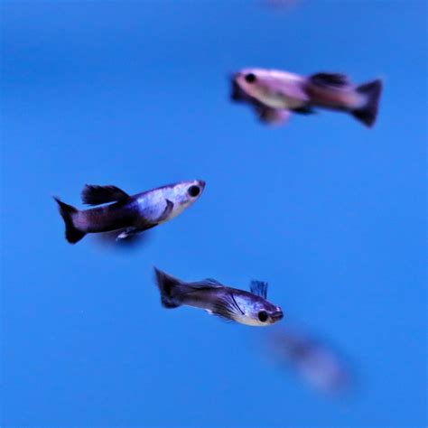 Dwarf Panda Guppy SWEET KNOWLE AQUATICS ONLINE SHOP