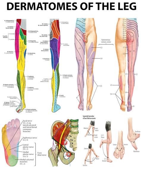 Leg Dermatomes Mapping The Neurological Pathways Pdf Hq File Etsy