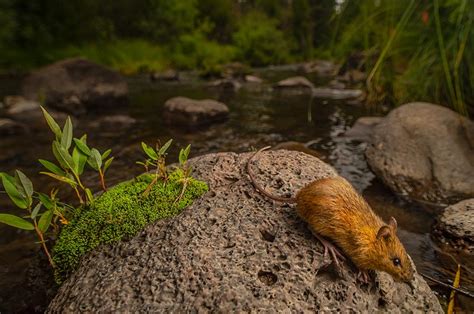 New Mexico Meadow Jumping Mouse | LandPKS