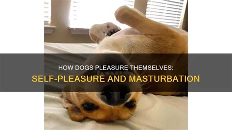 how to jerk off a dog