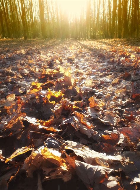 Dry Leaves In Forest Domaine Public Dry Leaf View Image Pumpkin