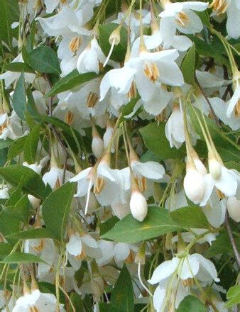 Storaskoks Jap Nas Styrax Japonica Reti Eksotiski Augi Katalogs