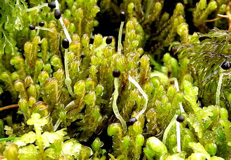 Delve Into The Enchanting World Of Syzygiella A Resilient Moss With A