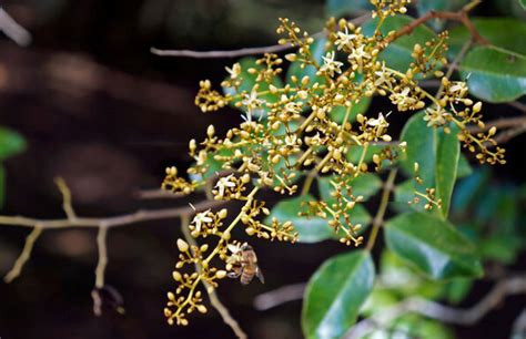 Velvet Tamarind facts and health benefits