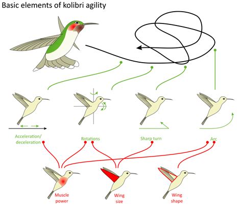 Wie fliegen Kolibris? - Scivit