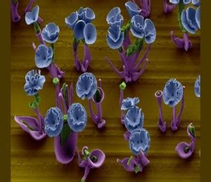 Harvard Creates Beautiful Self Assembled Nanoflowers To Better