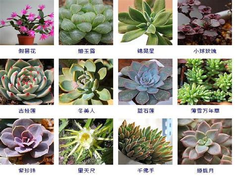 255种多肉植物图片及名称word文档在线阅读与下载无忧文档