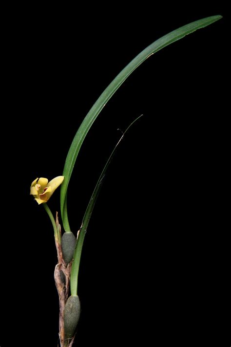 Maxillaria Variabilis Bateman Ex Lindl Plants Of The World Online