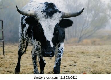 59 Corriente Cattle Images, Stock Photos & Vectors | Shutterstock