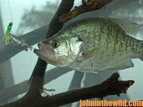 How To Catch Crappie On Jig Poles John In The Wildjohn In The Wild