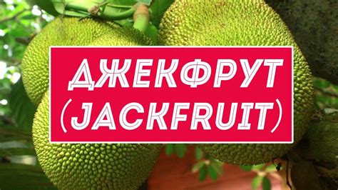 Джекфрут – вкусный тропический фрукт из Индии и Юго-Восточной Азии ...