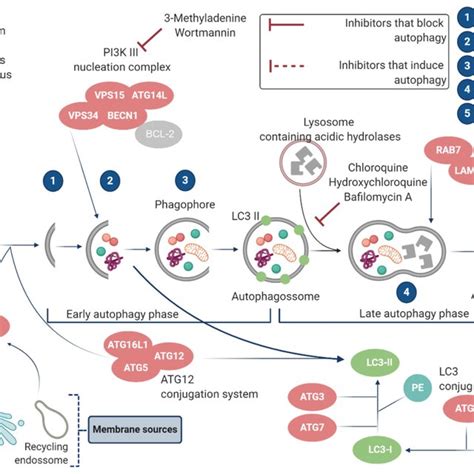 Regulation Of Autophagy By P53 Signaling Download Scientific Diagram