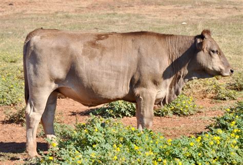 Braunvieh Bred Heifers For Sale Tx Diamond H Rach