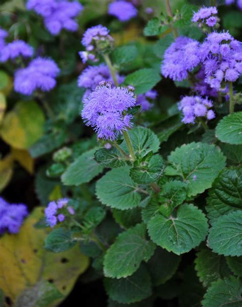 Ageratum houstonianum - Изображение особи - Плантариум