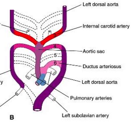 Embryology Vascular Exam Flashcards Quizlet