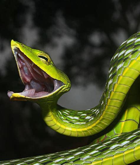 Ultimate Exotics Asian Vine Snake Vine Snake Snake Reptiles And