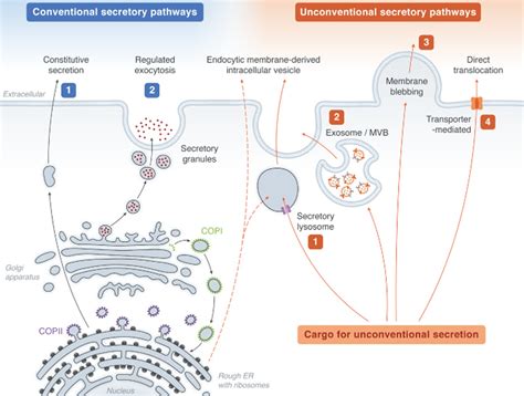 Secretory Function Of Autophagy In Innate Immune Cells Bhattacharya