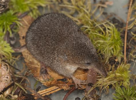 ADW: Sorex fumeus: PICTURES