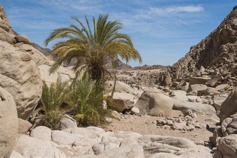 Date Palm Trees In A Remote Arid Desert Valley Stock Image Image Of