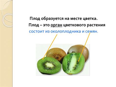 Плоды. Разнообразие и значение - презентация онлайн