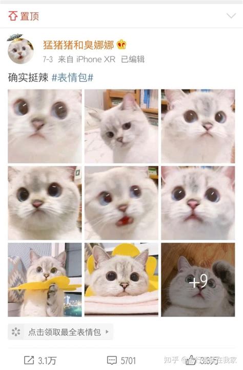 请问这只网红猫猫叫啥来着 Nga玩家社区