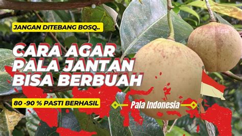 Cara Atau Solusi Agar Pala Jantan Bisa Berbuah Budidaya Pala Youtube