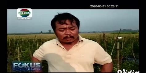 Video Harga Cabai Anjlok Bikin Petani Di Mojokerto Rugi Enamplus