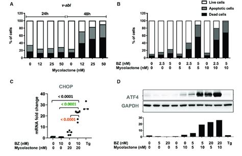 The Synergy Between Mycolactone And Bz Cytotoxicity Extends To Mouse