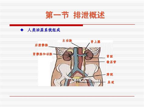 动物生理学第九章排泄与渗透调节word文档在线阅读与下载无忧文档