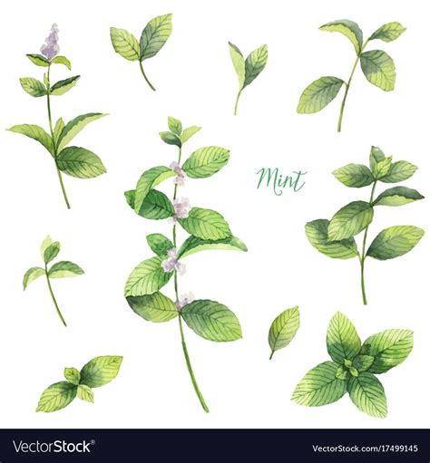 Watercolor Set Of Mint Branches Isolated Vector Image