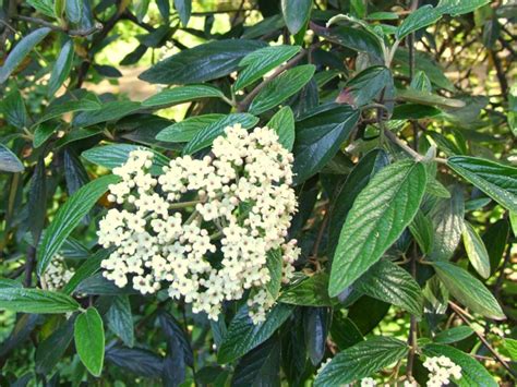 Viburnum ‘Pragense’ | Kiefer Nursery: Trees, Shrubs, Perennials