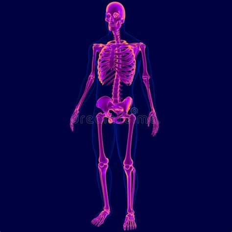 3d Illustration Human Skeleton Anatomy For Medical Concept Stock Illustration Illustration Of