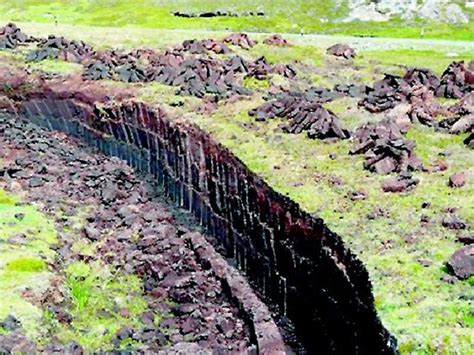 Къде и как се използват торфът и торфените компости | Български Фермер