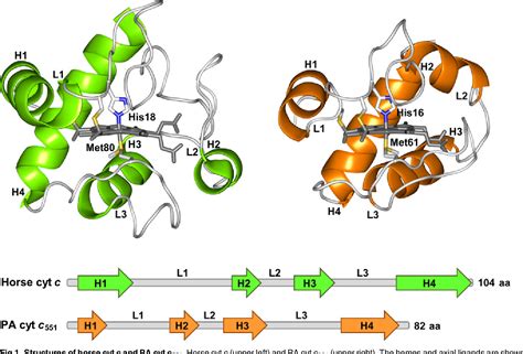 Figure From Domain Swapped Dimer Of Pseudomonas Aeruginosa Cytochrome