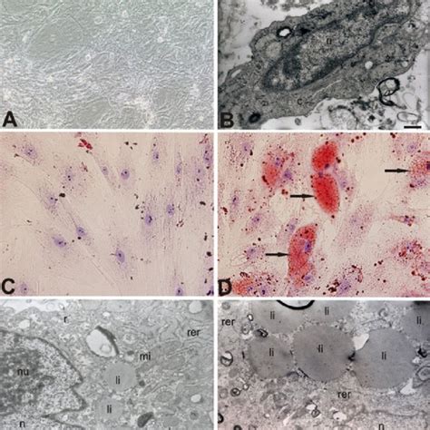 A Morphology Of Adherent Cells In Primary Culture Of Ucb Mscs B Tem Of