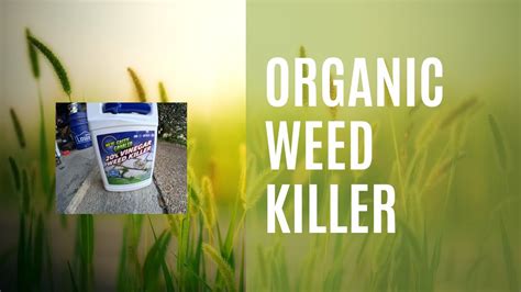 Trying Organic Weed Killer Instead Of Chemicals The Results Are Amazing Youtube