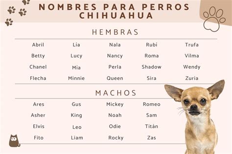 200 Nombres Para Perros Chihuahua Machos Y Hembras