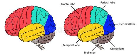 Sezioni Della Vista Laterale Di Anatomia Del Cervello Umano Piana