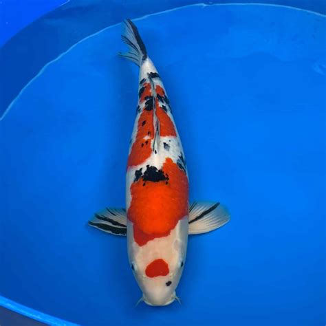 Maruten Sanke - Koifarm Webshop