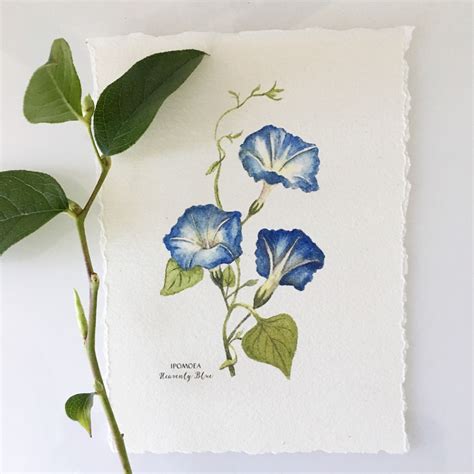 Blue Morning Glory Painting Giclee Print From Original Watercolor