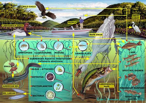 Food Chain River Ecosystem Food Web - malayelly