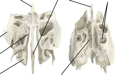 Ethmoid Bone Diagram Quizlet