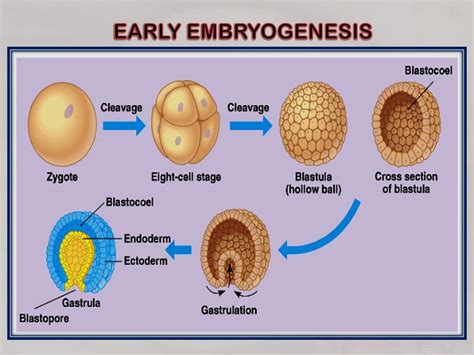 Ppt Craniate Embryogenesis Powerpoint Presentation Id2391783