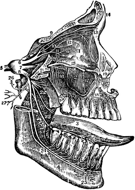 Fifth Cranial Nerve | ClipArt ETC