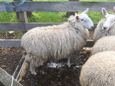 Border Leicester ewe lambs | Livestock - Sheep - Ewes For Sale