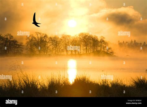 A Misty Dawn On Lake Windermere In The Lake District Uk With A Swift