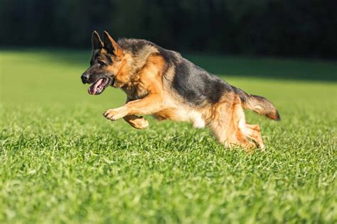 german shepherd barking  perfect guide  train  gsd