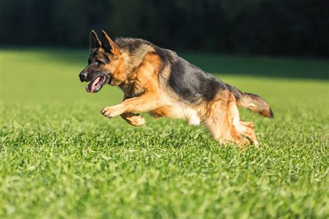 A German Shepherd Barking: A Perfect Guide to Train Your GSD