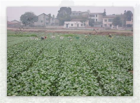 蔬菜基地图片素材 编号08888743 图行天下