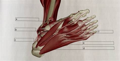 Musculoscalto Lower Extremity Anatomy Ii Flashcards Quizlet